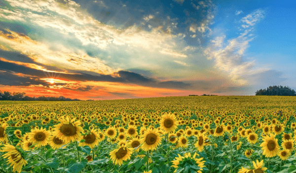 Клімат України